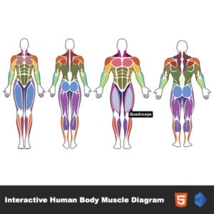 Interactive Human Body Muscle Diagram (Male & Female)