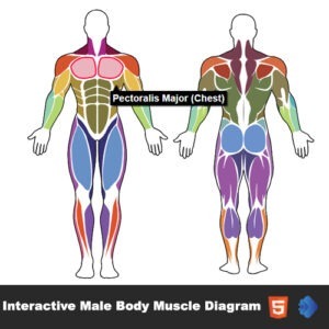 Interactive Male Body Muscle Diagram