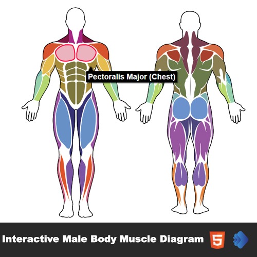 Interactive Male Body Muscle Diagram