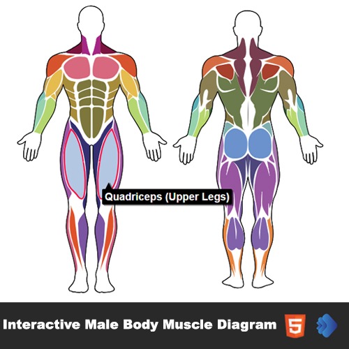 Interactive Male Body Muscle Diagram