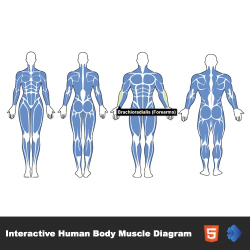 Interactive Human Body Muscle Diagram (Male & Female)