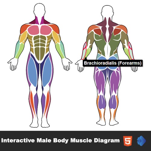 Interactive Male Body Muscle Diagram