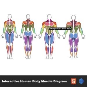 Interactive Human Body Muscle Diagram (Male & Female)