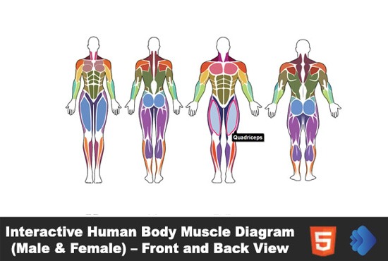 Interactive Human Body Muscle Diagram (Male & Female)